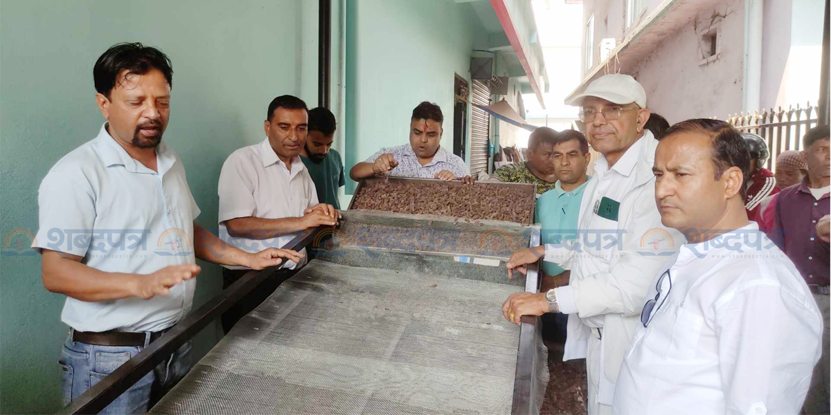 अलैंची ग्रेडिङ मेसिनको बिर्तामोडमा परीक्षण (भिडियोसहित) 