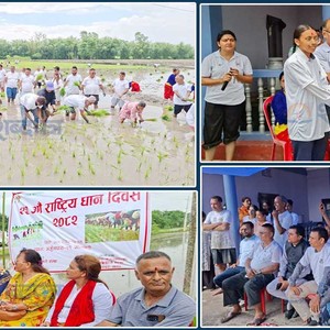 आज असार १५ धान दिवससहित दही चिउरा खाएर मनाइँदै