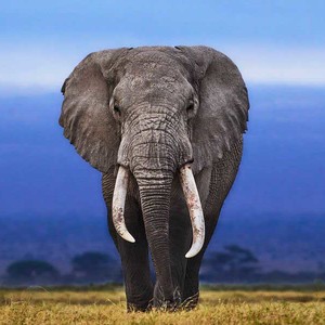 झापामा हात्ती आक्रमणबाट आमाछोरी घाइते 