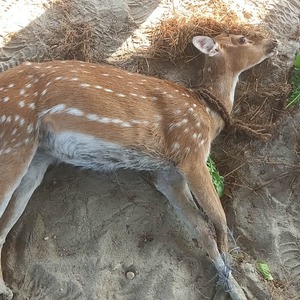 दमकबाट पोथी चित्तलको उद्दार 