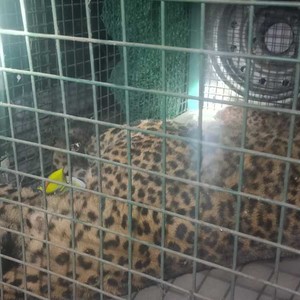 बुद्धशान्तिमा फेला परेको घाइते चितुवाको मृत्यु, आक्रमणबाट एक प्रहरीसहित ४ जना घाइते