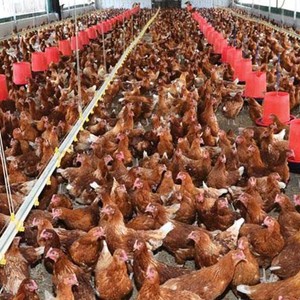 दमकको कुखुरा फर्ममा बर्डफ्लू संक्रमण पृष्टिसँगै लियर कुखुरा नष्ट गर्न शुरु 