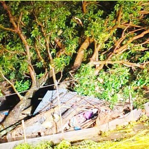 गएराति बर्षासँगै आएको हावाहुरीले रुख ढलेर किच्दा हल्दीबारीकी आरतीको मृत्यु 