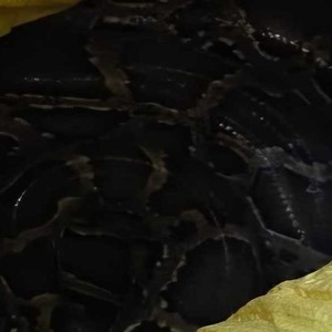 झापामा १५ फिट लामो अजिङ्गर फेला झापामा १५ फिट लामो अजिङ्गर फेला